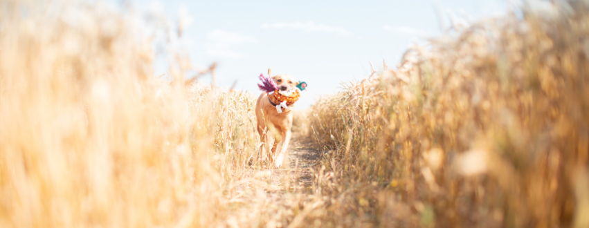 Golden labrador running through a field of wheat with a pheasant toy