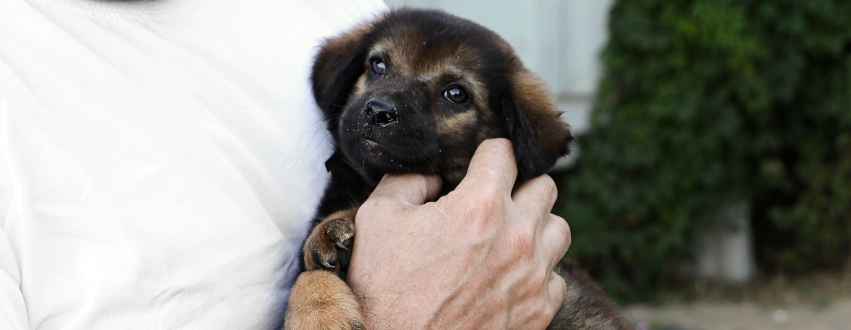 Black puppy being held