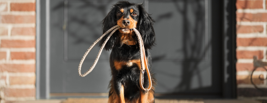 Cocker Spaniel holding a lead