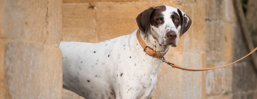 white and black dog with brown collar and lead