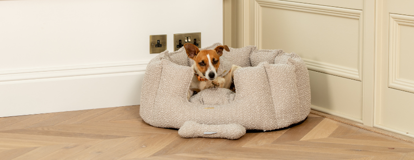 Jack russell in a mink boucle bed