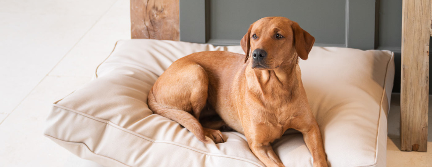 Labrador on a faux leather dog bed