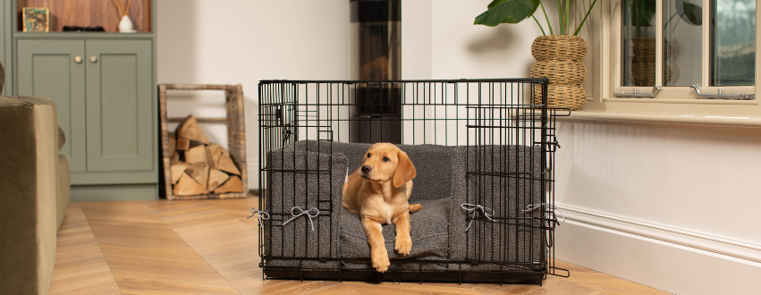 Golden labrador in a black dog crate with a granite boucle cushion and bumper