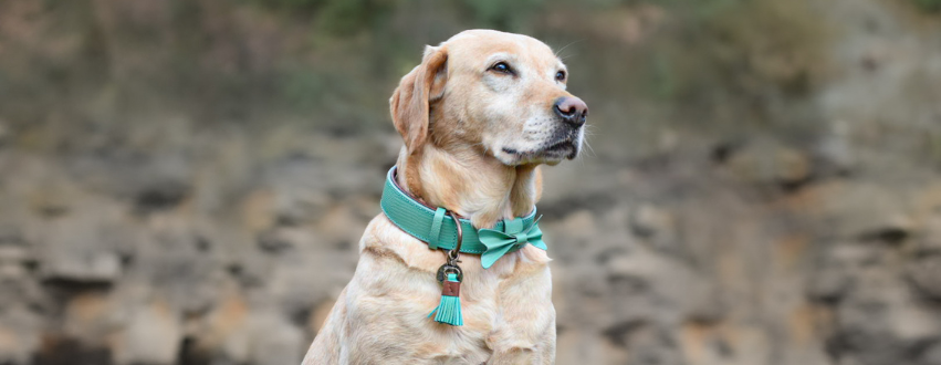 Golden labrador in a green leather collar