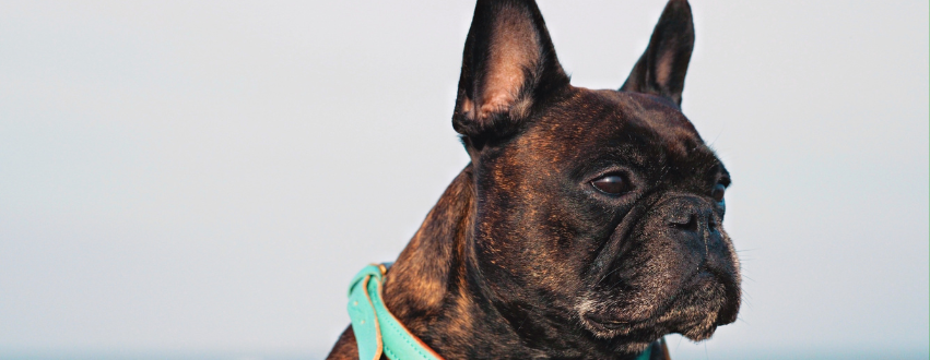 French bulldog in a blue collar