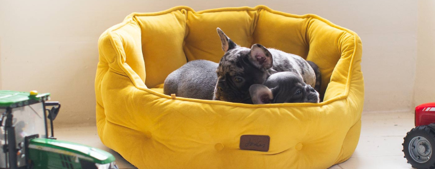 Two french bulldog puppies in a yellow dog bed