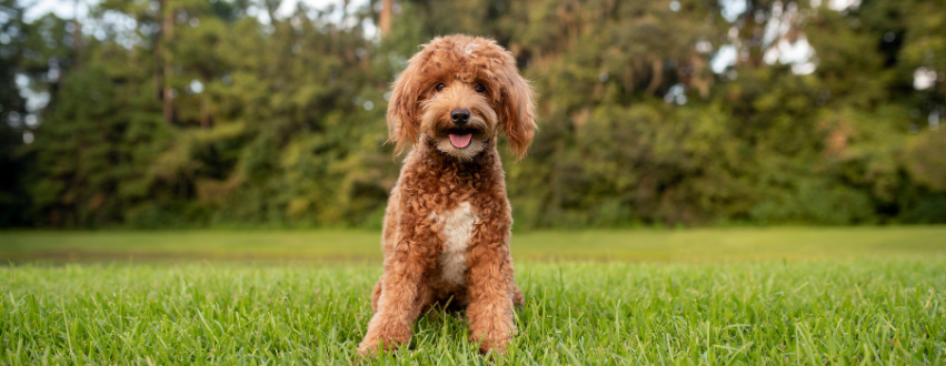 Golden doodle laid in the grass