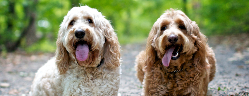 two golden doodles