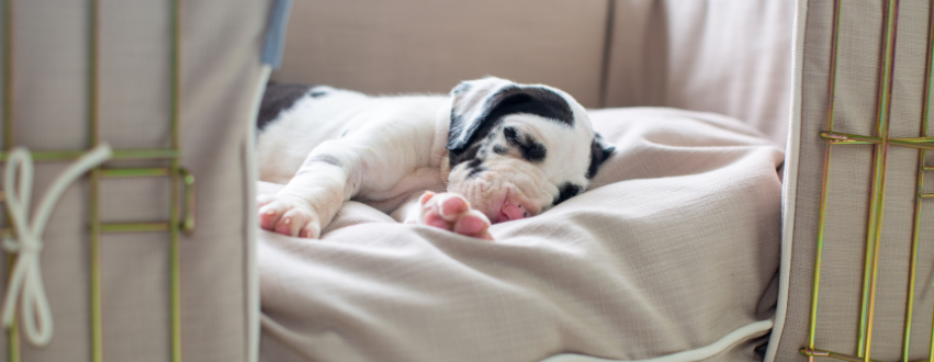 Black and white great dane puppy sleeping in a beige bed