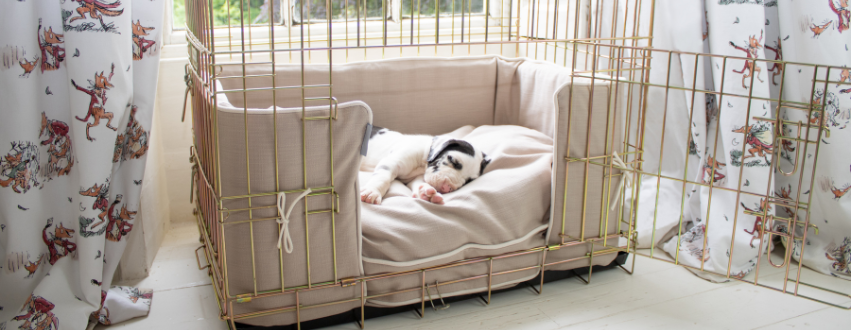 Great dane puppy sleeping in a dog crate