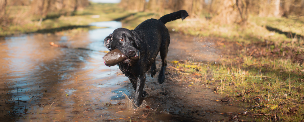 Black labrador in the woods with a barbour wellie toy walking through a puddle