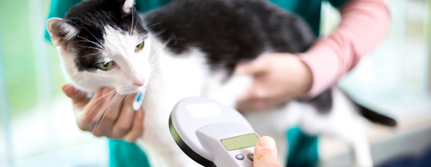 Black and white cat having their microchip checked