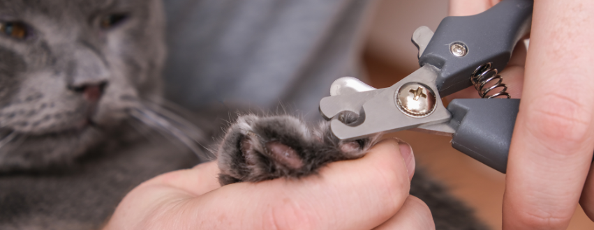 Close up of a grey cat having their claws trimmed by their owner