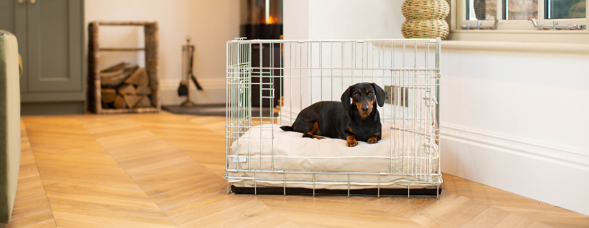 Adult dachshund dog in a dog crate