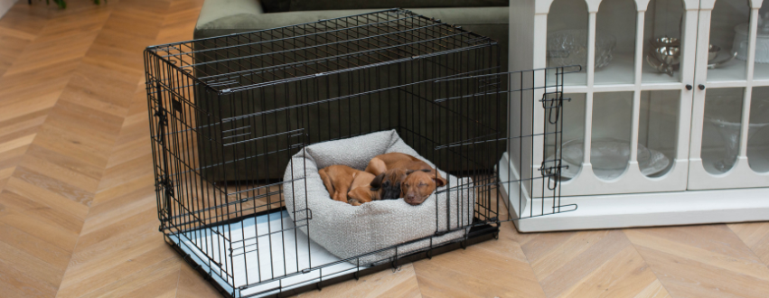 Ridgeback puppies sleeping a dog crate with a bed and puppy pad