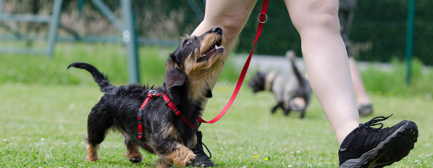 Puppy in a training session