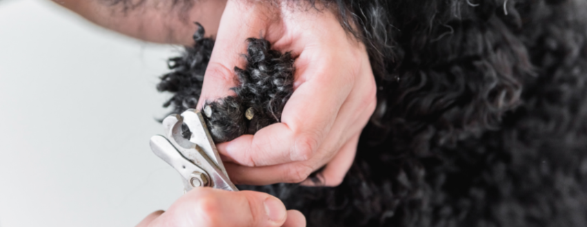 Black curly haired dog having their nails trimmed