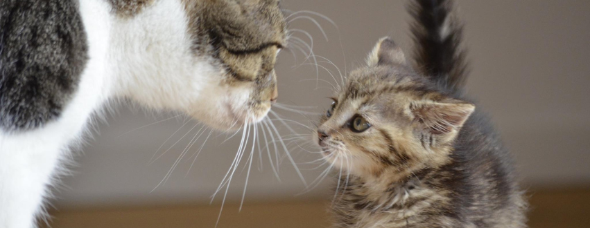 Cat sniffing a kitten