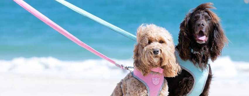 Cockapoo and Cocker spaniel on a beach walk