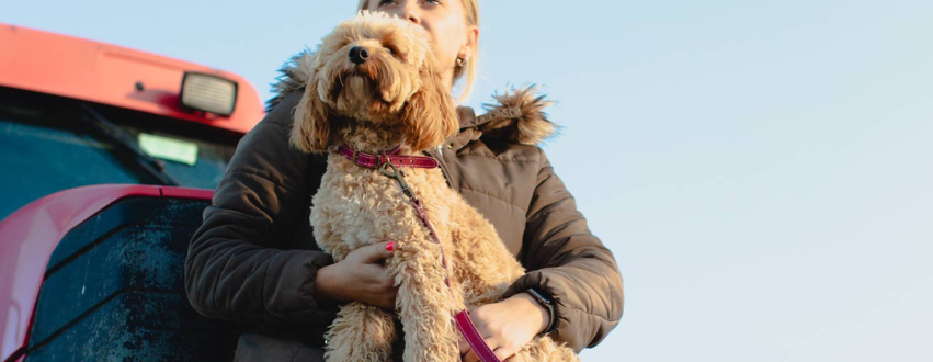 Cockapoo on a walk