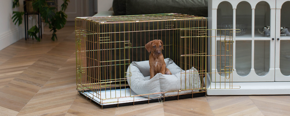 Ridgeback puppies in a dog crate