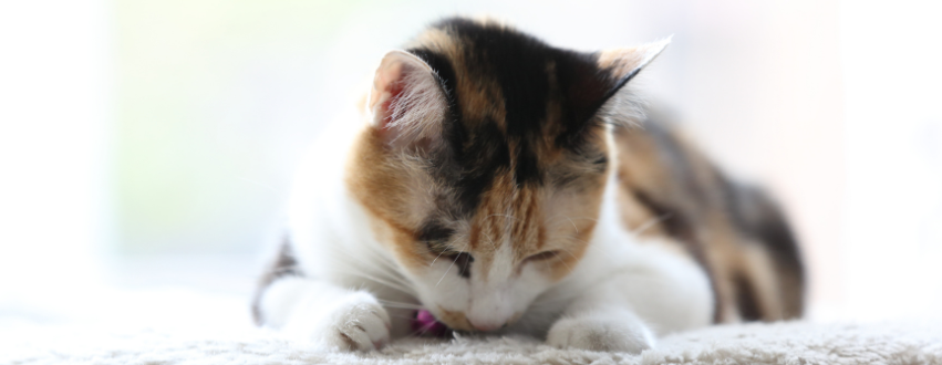 Cat clawing the carpet