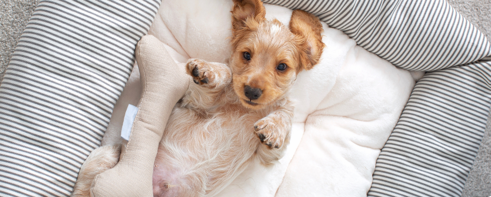 Cocker spaniel puppy laid in a dog bed with a dog bone