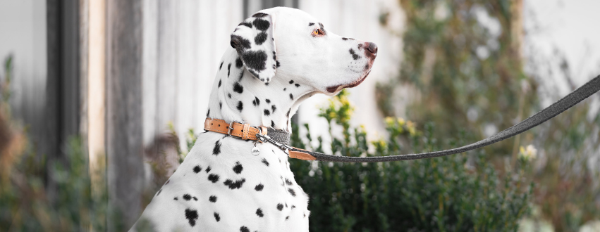 Dalmatian on a walk