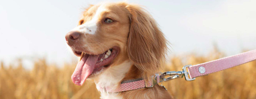 Cocker Spaniel on a walk in a pink collar and lead