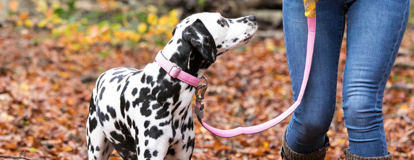 Dalmatian on a dog walk in the forrest