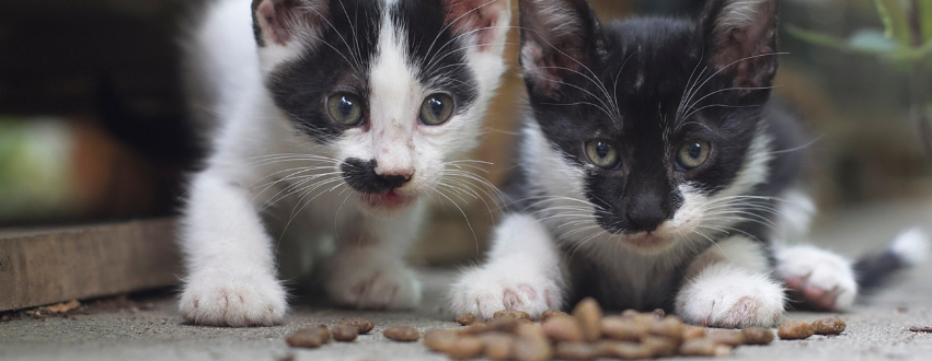 Kittens eating dry food