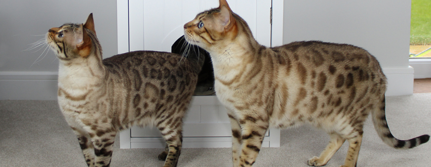 Two bengal cats stood next to a cat litter tray