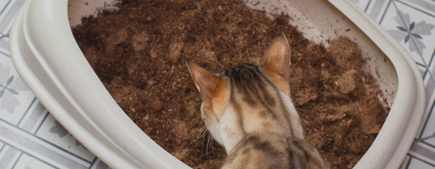 Cat sniffing cat litter