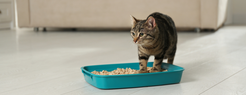 Cat in a litter tray