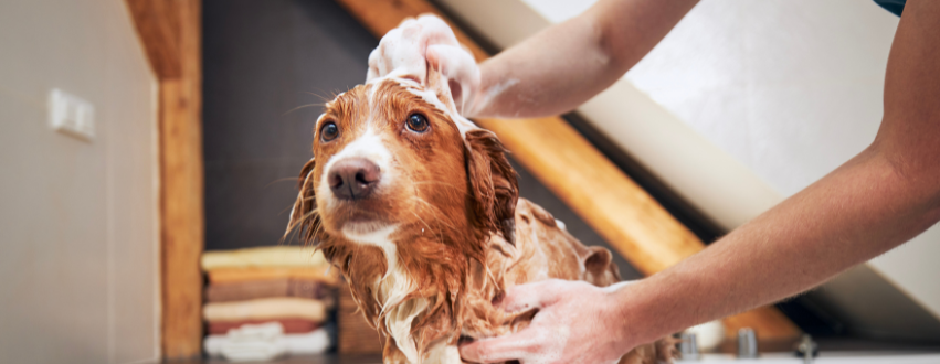 dog having a wash