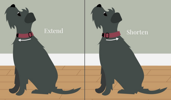 A diagram showing how to extend and shorten a dog dog collar