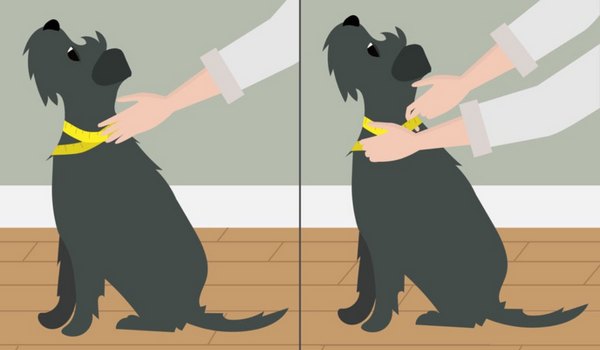 Diagram showing a dog having their neck measured to fit a new collar