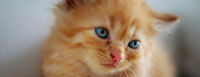 Close up of a ginger kitten