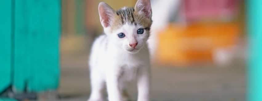 White kitten