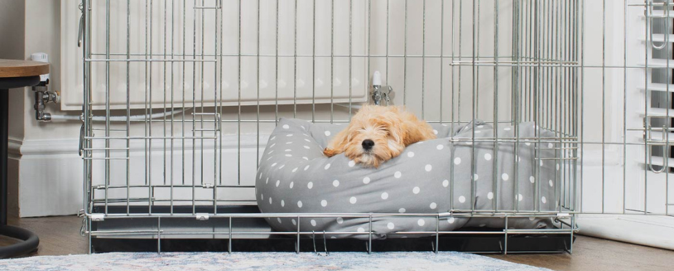 Cockapoo puppy in a dog crate bed