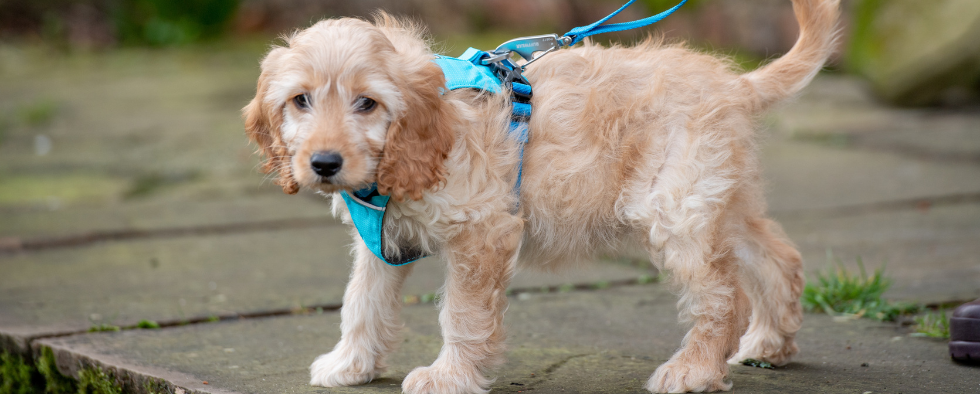 Cockapoo puppy on a walk