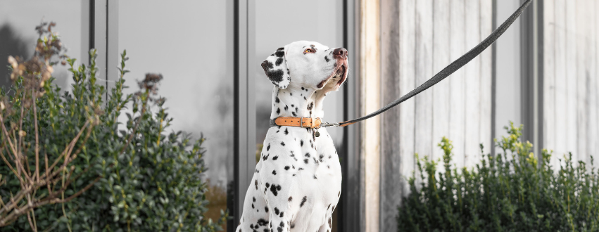 Dalmatian on a walk