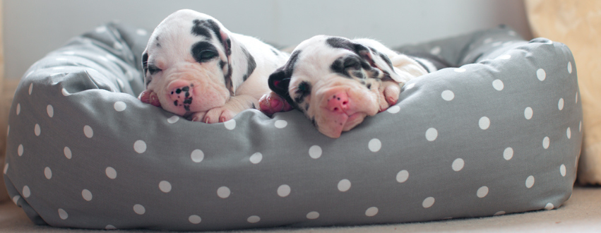 Great dane puppies sleeping in a grey and white spot bed