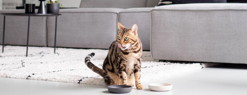 Indoor cat sat with two bowls