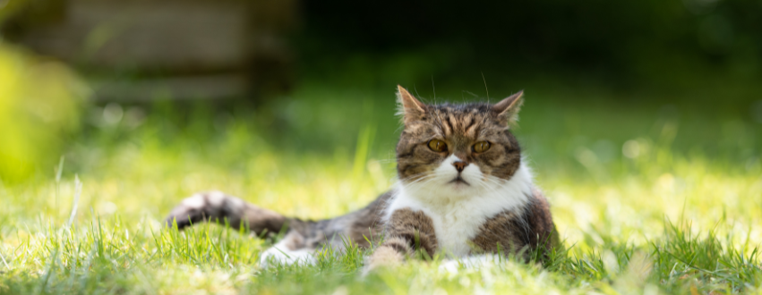 Outdoor cat sat in the grass