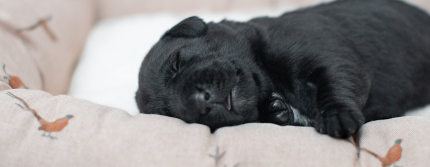 Black Labrador Puppy sleeping