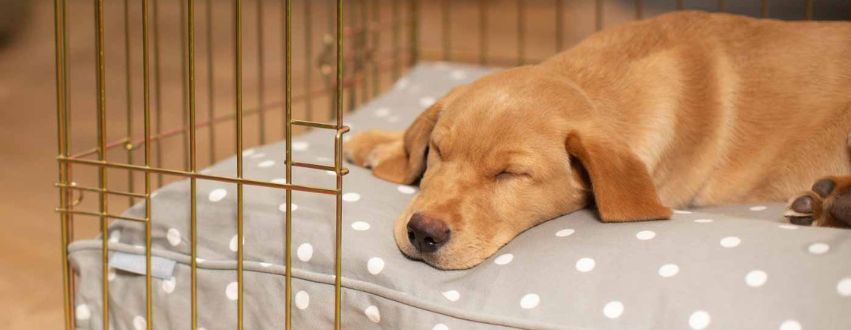 Golden Labrador sleeping on a grey and white spot cushion