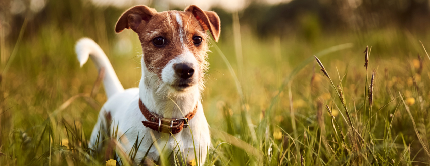 Jack russell in a field