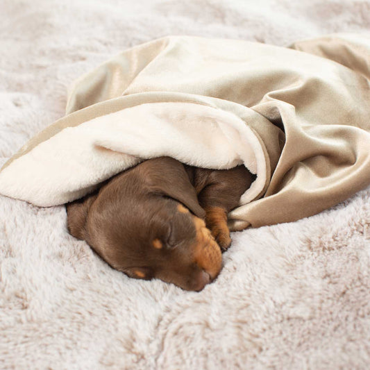Aromadog™ Calm Fleece Laying Down Dog :: Rosewood Pet