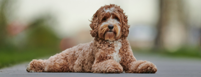 Labradoodle laid down outside on a path